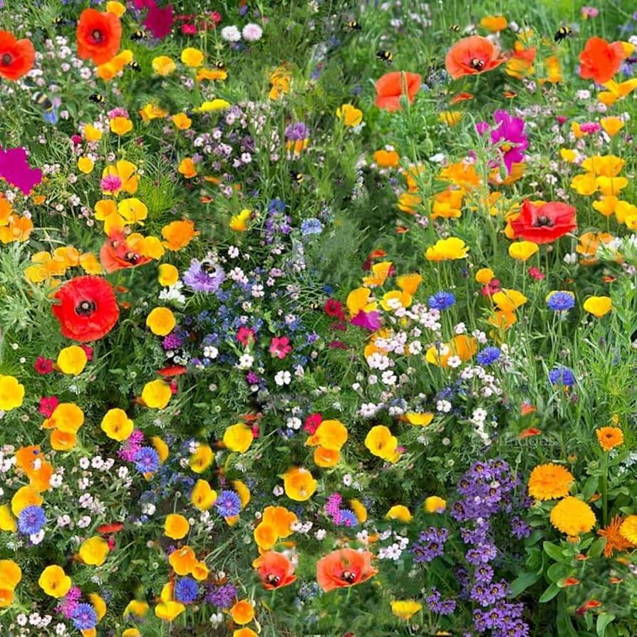Wildflower Mix Heirloom Cali flower Seeds - Heirloom Flower Garden Seeds for Growing