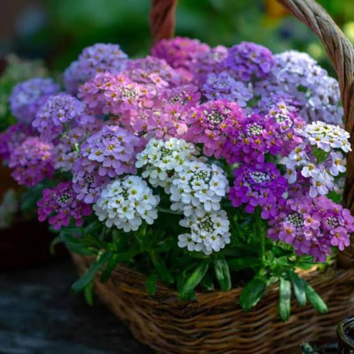 Wildflower Mix Heirloom Candytuft Seeds - Heirloom Flower Garden Seeds for Growing