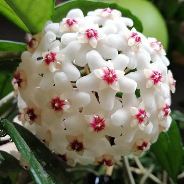 Wildflower Mix Hoya White Seeds - Heirloom Flower Garden Seeds for Growing