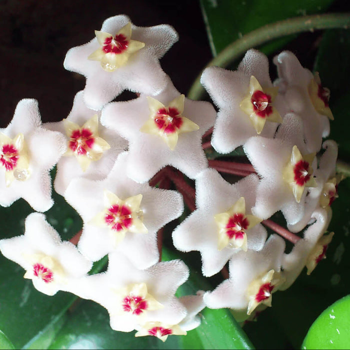 Wildflower Mix Hoya White Seeds - Heirloom Flower Garden Seeds for Growing