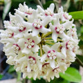 Wildflower Mix Hoya White Seeds - Heirloom Flower Garden Seeds for Growing