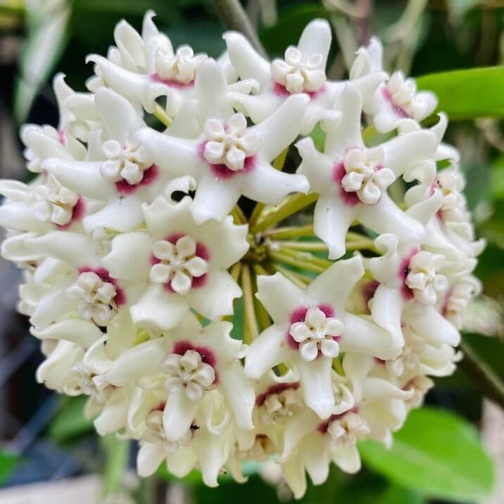 Wildflower Mix Hoya White Seeds - Heirloom Flower Garden Seeds for Growing