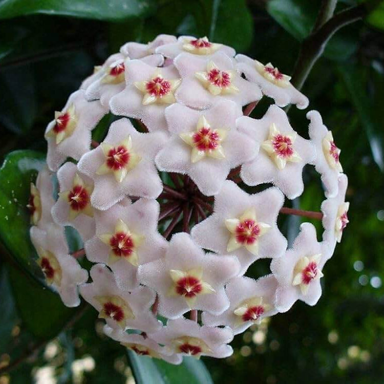 Wildflower Mix Hoya White Seeds - Heirloom Flower Garden Seeds for Growing