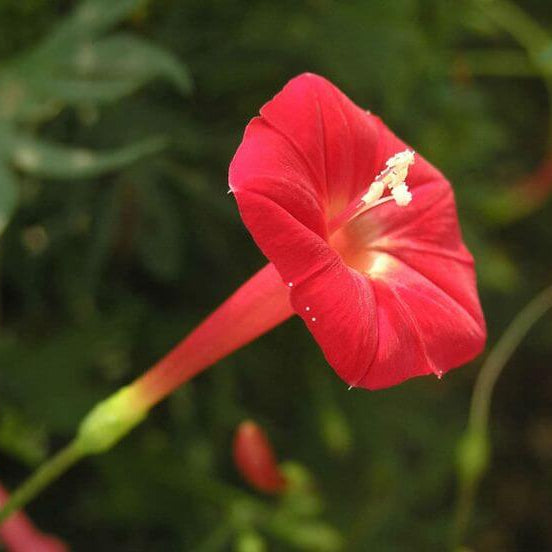 Wildflower Mix Ipomea  Seeds - Heirloom Flower Garden Seeds for Growing