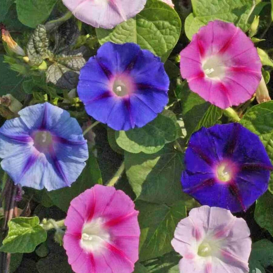 Wildflower Mix Ipomea  Seeds - Heirloom Flower Garden Seeds for Growing