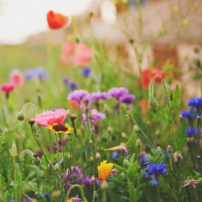 Wildflower Mix Jalapeno Flower Seeds - Heirloom Flower Garden Seeds for Growing