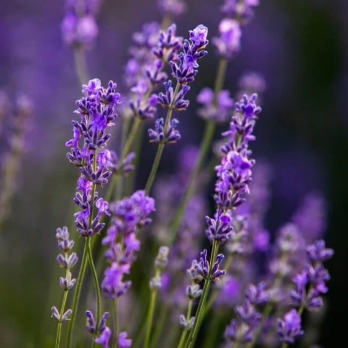 Wildflower Mix Lavender Seeds - Heirloom Flower Garden Seeds for Growing
