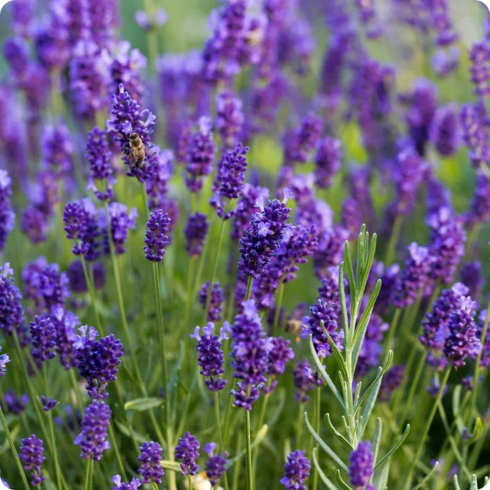 Wildflower Mix Lavender Seeds - Heirloom Flower Garden Seeds for Growing