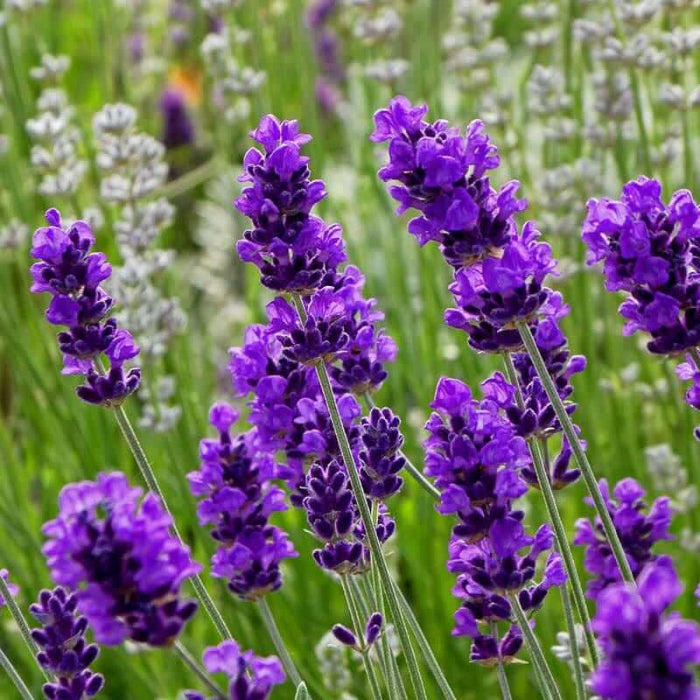 Wildflower Mix Lavender Seeds - Heirloom Flower Garden Seeds for Growing