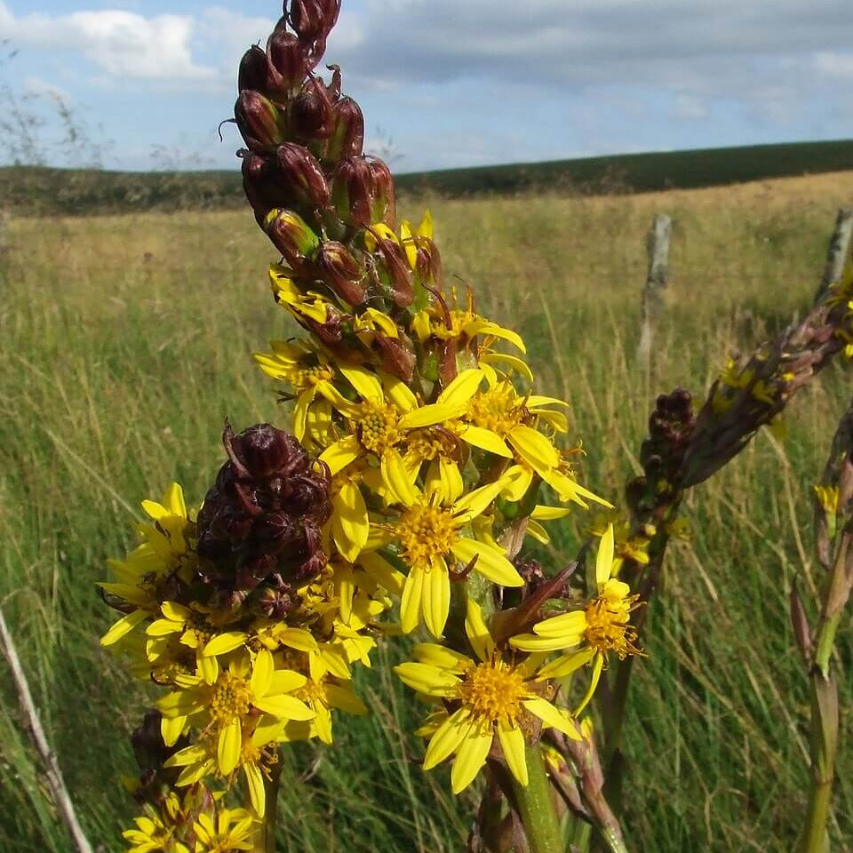 Wildflower Mix Ligularia Seeds - Heirloom Flower Garden Seeds for Growing
