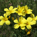 Wildflower Mix Linum Flavum Seeds - Heirloom Flower Garden Seeds for Growing