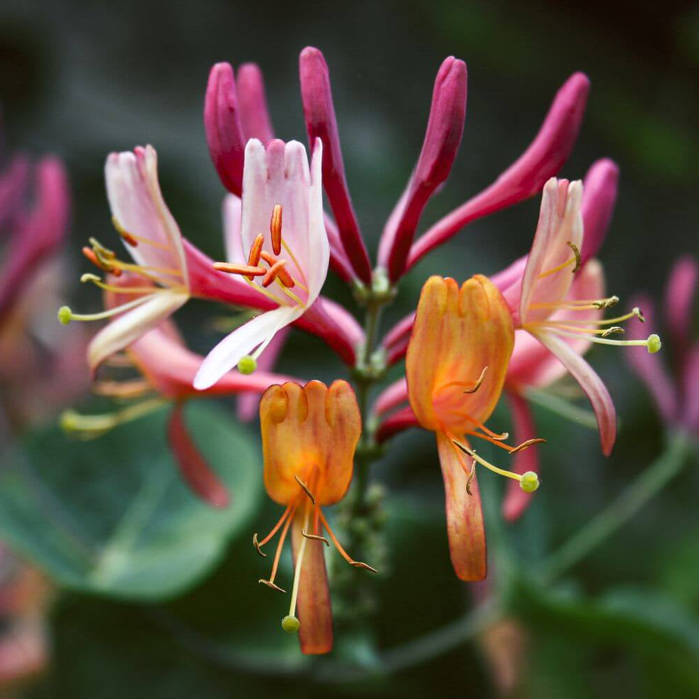 Wildflower Mix Lonicera Seeds - Heirloom Flower Garden Seeds for Growing