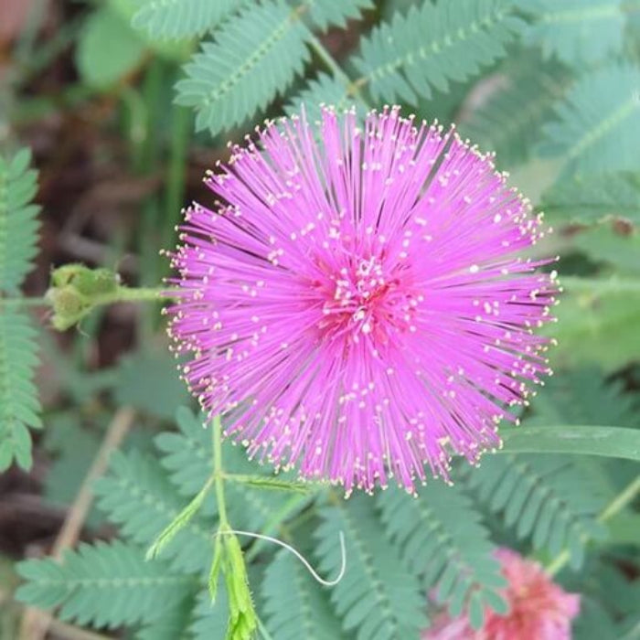 Wildflower Mix Mimosa Pudica Seeds - Heirloom Flower Garden Seeds for Growing