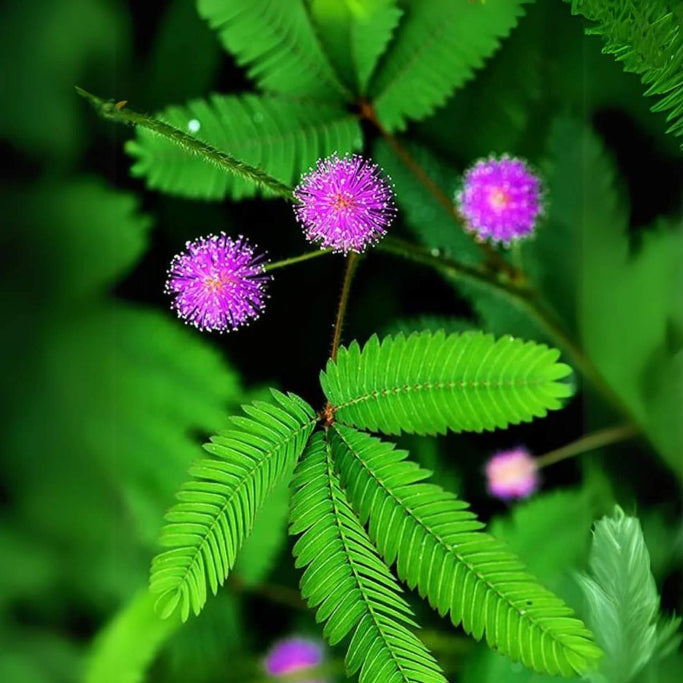 Wildflower Mix Mimosa Pudica Seeds - Heirloom Flower Garden Seeds for Growing