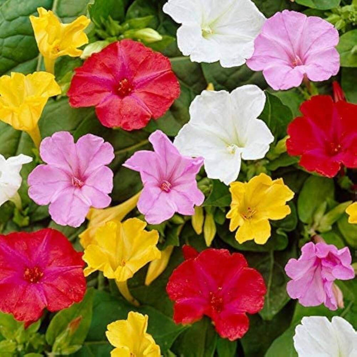 Wildflower Mix Mirabilis Seeds - Heirloom Flower Garden Seeds for Growing