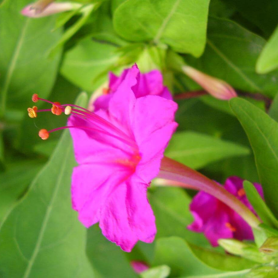 Wildflower Mix Mirabilis Seeds - Heirloom Flower Garden Seeds for Growing