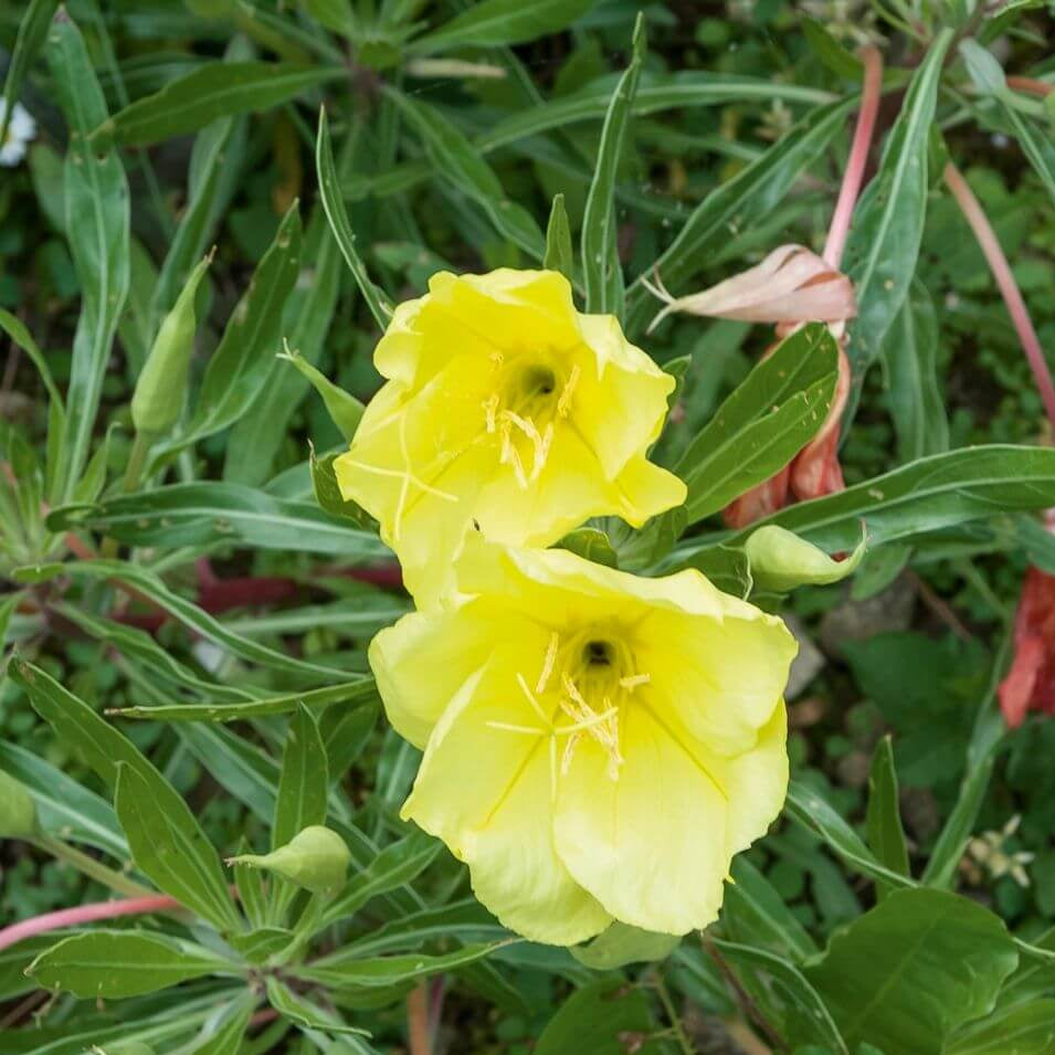 Wildflower Mix Oenothera Missouriensis Seeds - Heirloom Flower Garden Seeds for Growing
