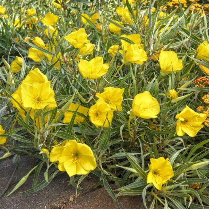 Wildflower Mix Oenothera Missouriensis Seeds - Heirloom Flower Garden Seeds for Growing