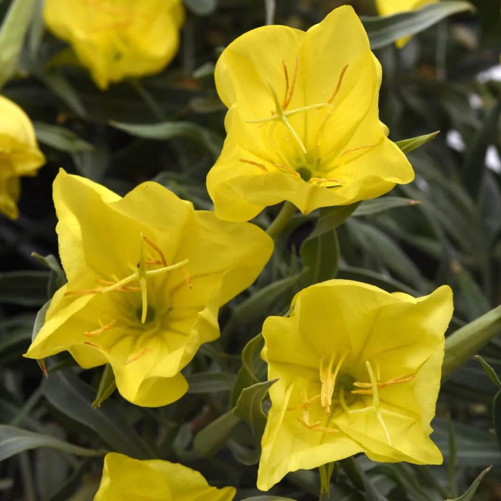 Wildflower Mix Oenothera Missouriensis Seeds - Heirloom Flower Garden Seeds for Growing
