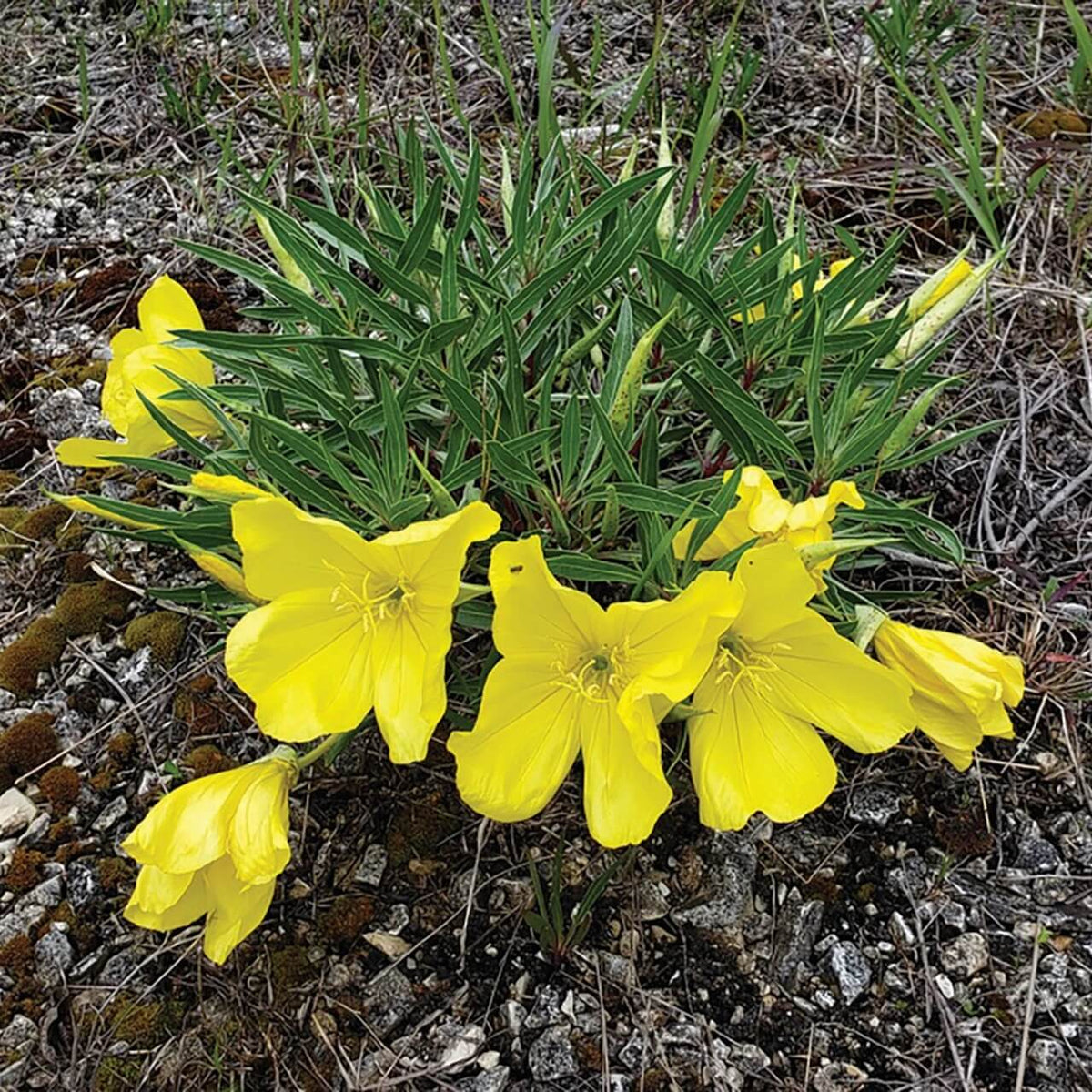 Wildflower Mix Oenothera Missouriensis Seeds - Heirloom Flower Garden Seeds for Growing