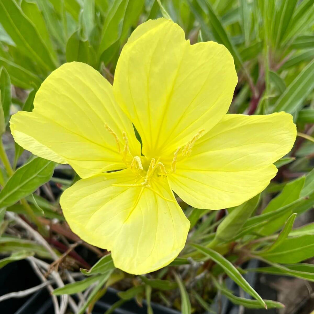 Wildflower Mix Oenothera Missouriensis Seeds - Heirloom Flower Garden Seeds for Growing