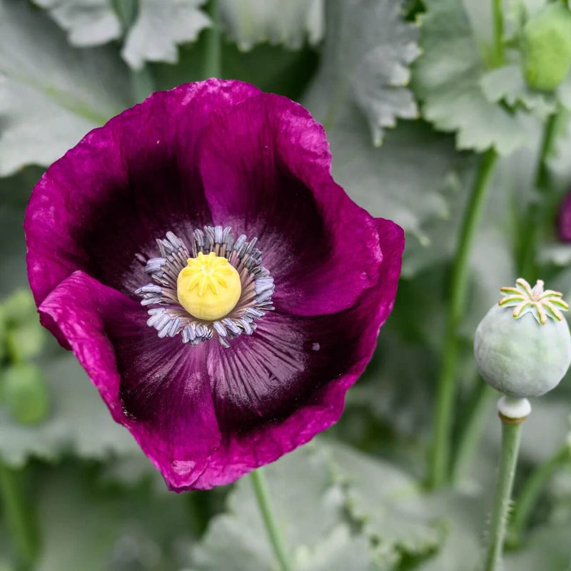 Wildflower Mix Pepperbox Flower Seeds - Heirloom Flower Garden Seeds for Growing