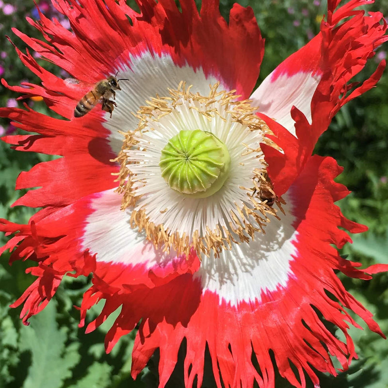 Wildflower Mix Pepperbox Flower Seeds - Heirloom Flower Garden Seeds for Growing