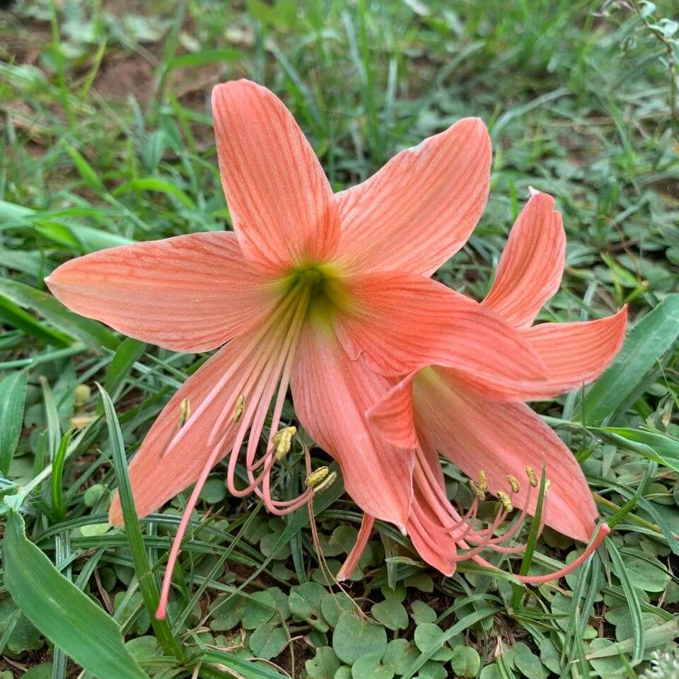 Wildflower Mix Pink Amaryllis Seeds - Heirloom Flower Garden Seeds for Growing