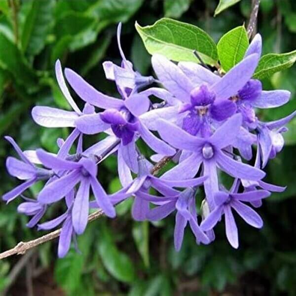 Wildflower Mix Purple Ivy Flower Seeds - Heirloom Flower Garden Seeds for Growing