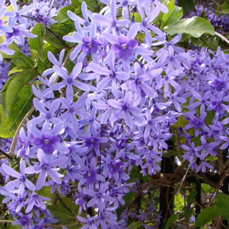 Wildflower Mix Purple Ivy Flower Seeds - Heirloom Flower Garden Seeds for Growing