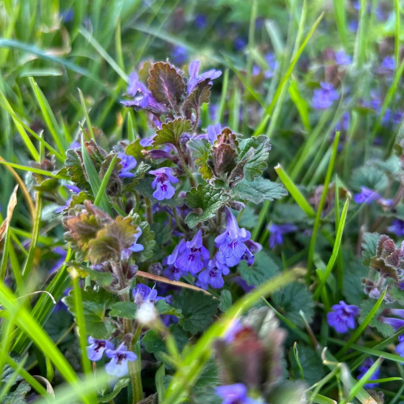 Wildflower Mix Purple Ivy Flower Seeds - Heirloom Flower Garden Seeds for Growing