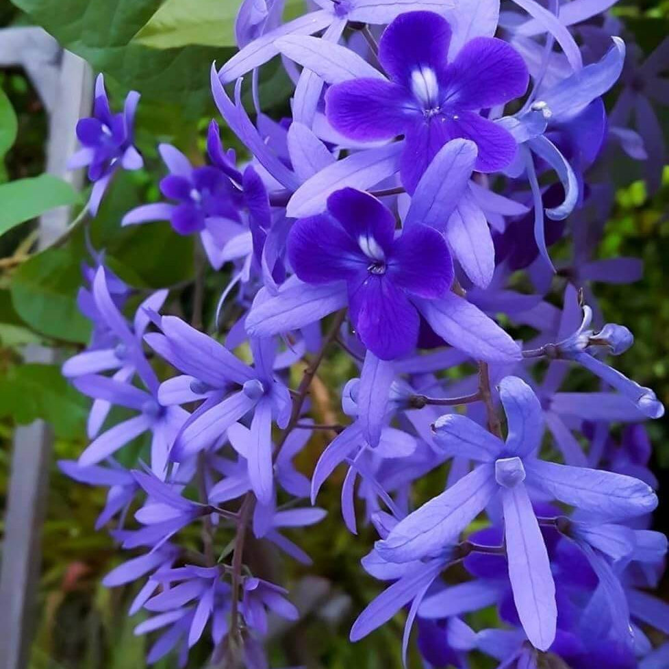 Wildflower Mix Purple Ivy Flower Seeds - Heirloom Flower Garden Seeds for Growing