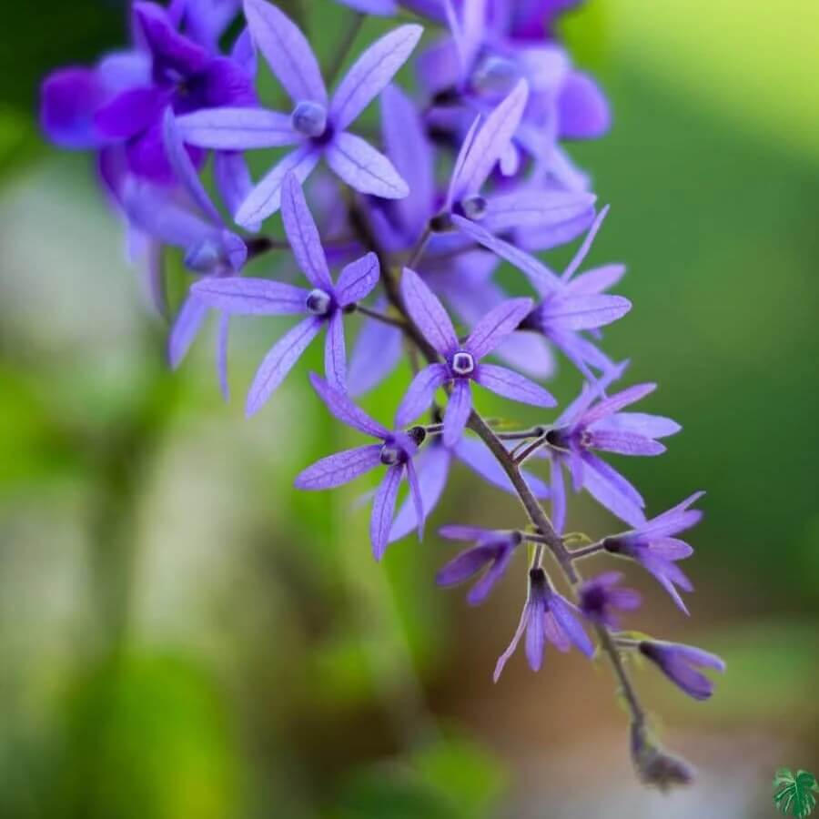 Wildflower Mix Purple Ivy Flower Seeds - Heirloom Flower Garden Seeds for Growing
