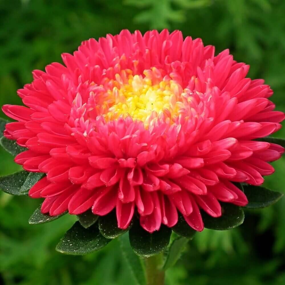 Wildflower Mix Red Aster Seeds - Heirloom Flower Garden Seeds for Growing