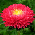 Wildflower Mix Red Aster Seeds - Heirloom Flower Garden Seeds for Growing