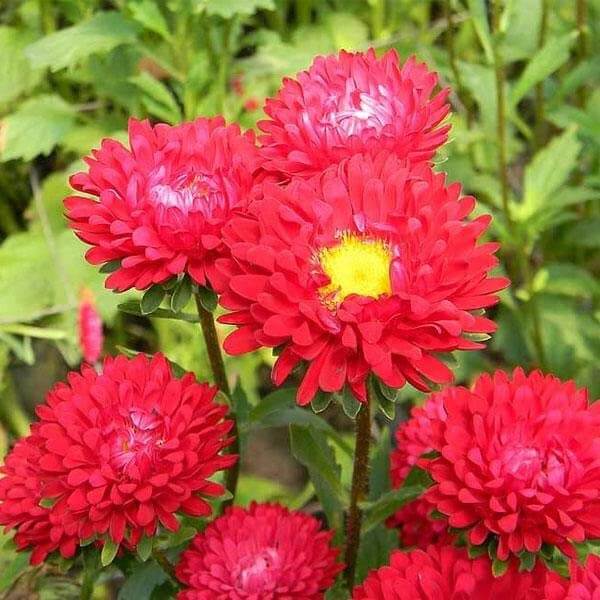 Wildflower Mix Red Aster Seeds - Heirloom Flower Garden Seeds for Growing