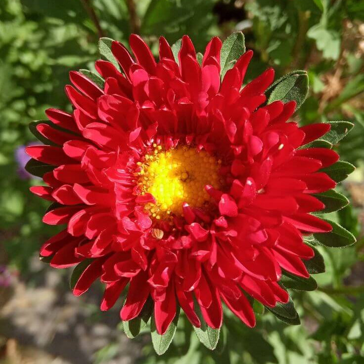 Wildflower Mix Red Aster Seeds - Heirloom Flower Garden Seeds for Growing