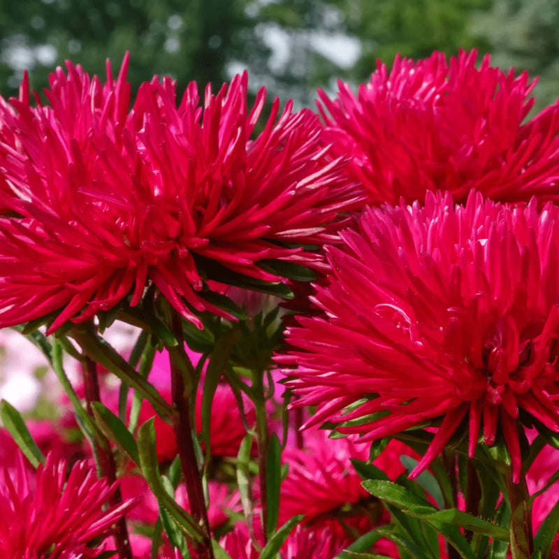 Wildflower Mix Red Aster Seeds - Heirloom Flower Garden Seeds for Growing