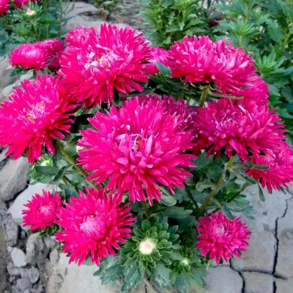Wildflower Mix Red Aster Seeds - Heirloom Flower Garden Seeds for Growing