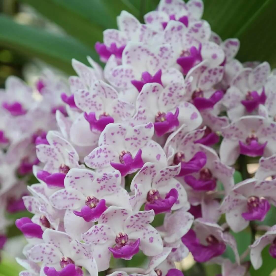 Wildflower Mix Rhynchostylis  Seeds - Heirloom Flower Garden Seeds for Growing