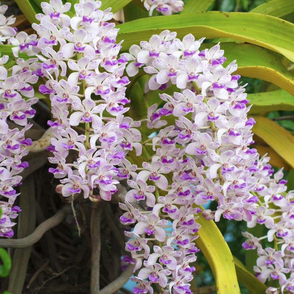 Wildflower Mix Rhynchostylis  Seeds - Heirloom Flower Garden Seeds for Growing