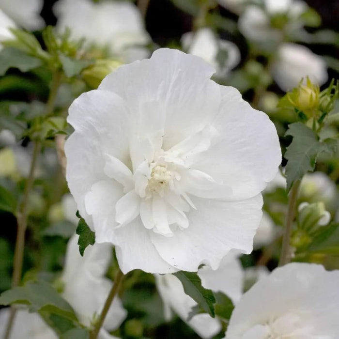 Wildflower Mix Sharon Seeds - Heirloom Flower Garden Seeds for Growing