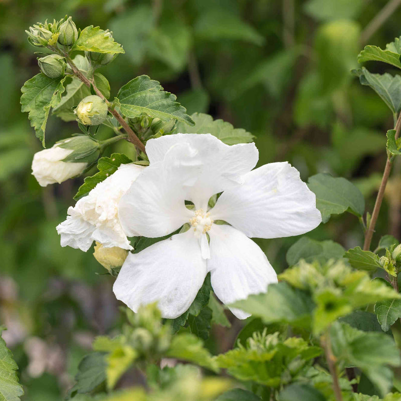 Wildflower Mix Sharon Seeds - Heirloom Flower Garden Seeds for Growing