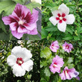 Wildflower Mix Sharon Seeds - Heirloom Flower Garden Seeds for Growing
