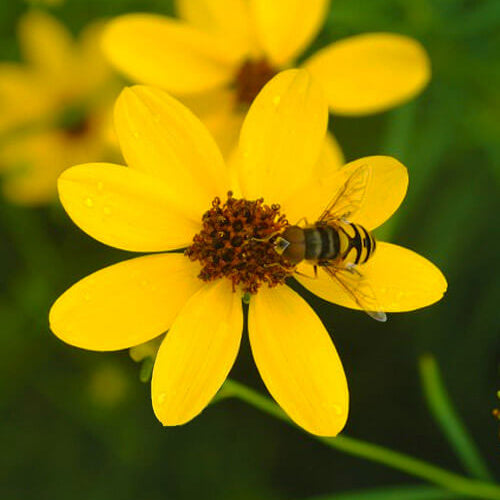 Wildflower Mix Tiny Dancer Seeds - Heirloom Flower Garden Seeds for Growing
