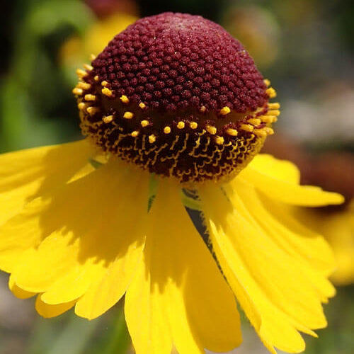 Wildflower Mix Tiny Dancer Seeds - Heirloom Flower Garden Seeds for Growing