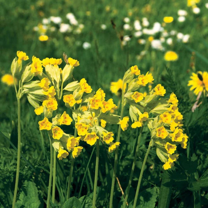 Wildflower Mix Veris Seeds - Heirloom Flower Garden Seeds for Growing
