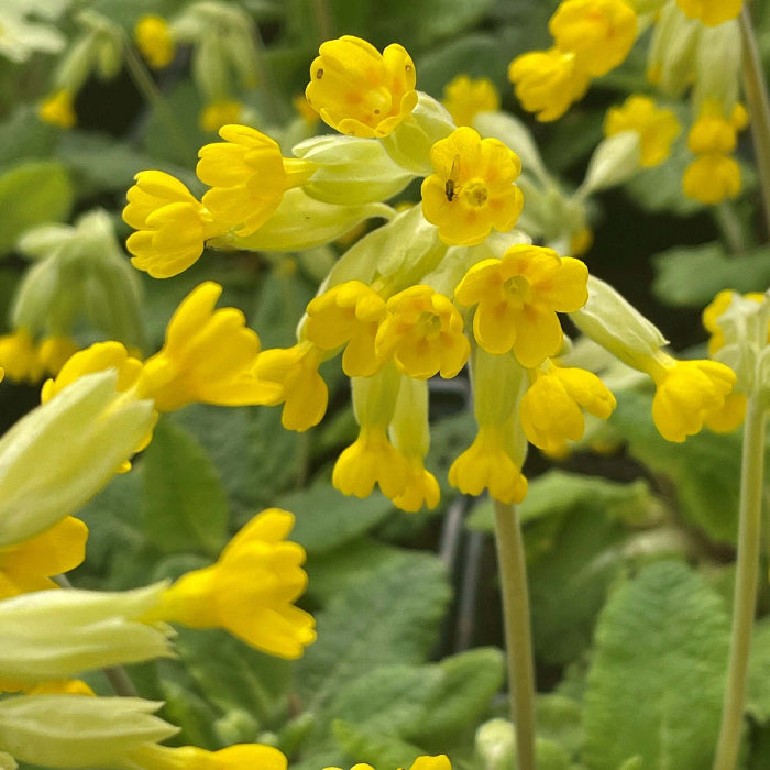 Wildflower Mix Veris Seeds - Heirloom Flower Garden Seeds for Growing