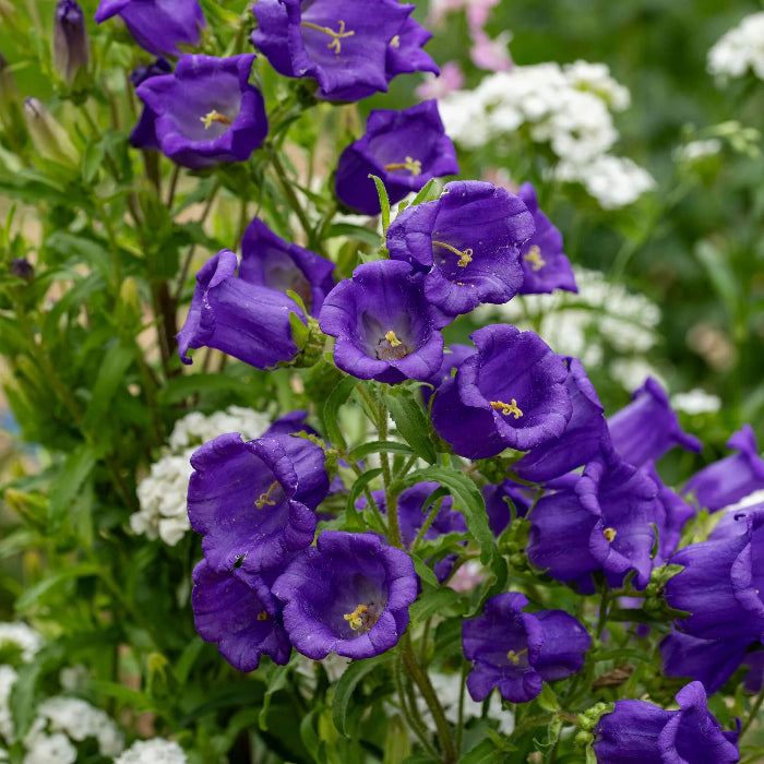 Wildflower Mix Violet Canterbury Bells Seeds - Heirloom Flower Garden Seeds for Growing