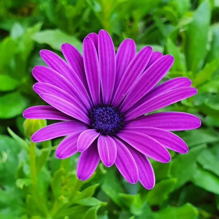 Wildflower Mix Violet Rigens Seeds - Heirloom Flower Garden Seeds for Growing